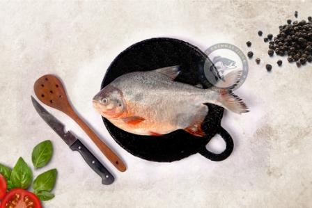river pomfret / Yeri Vaval / ஏரி வாவல் - (1.5kg)