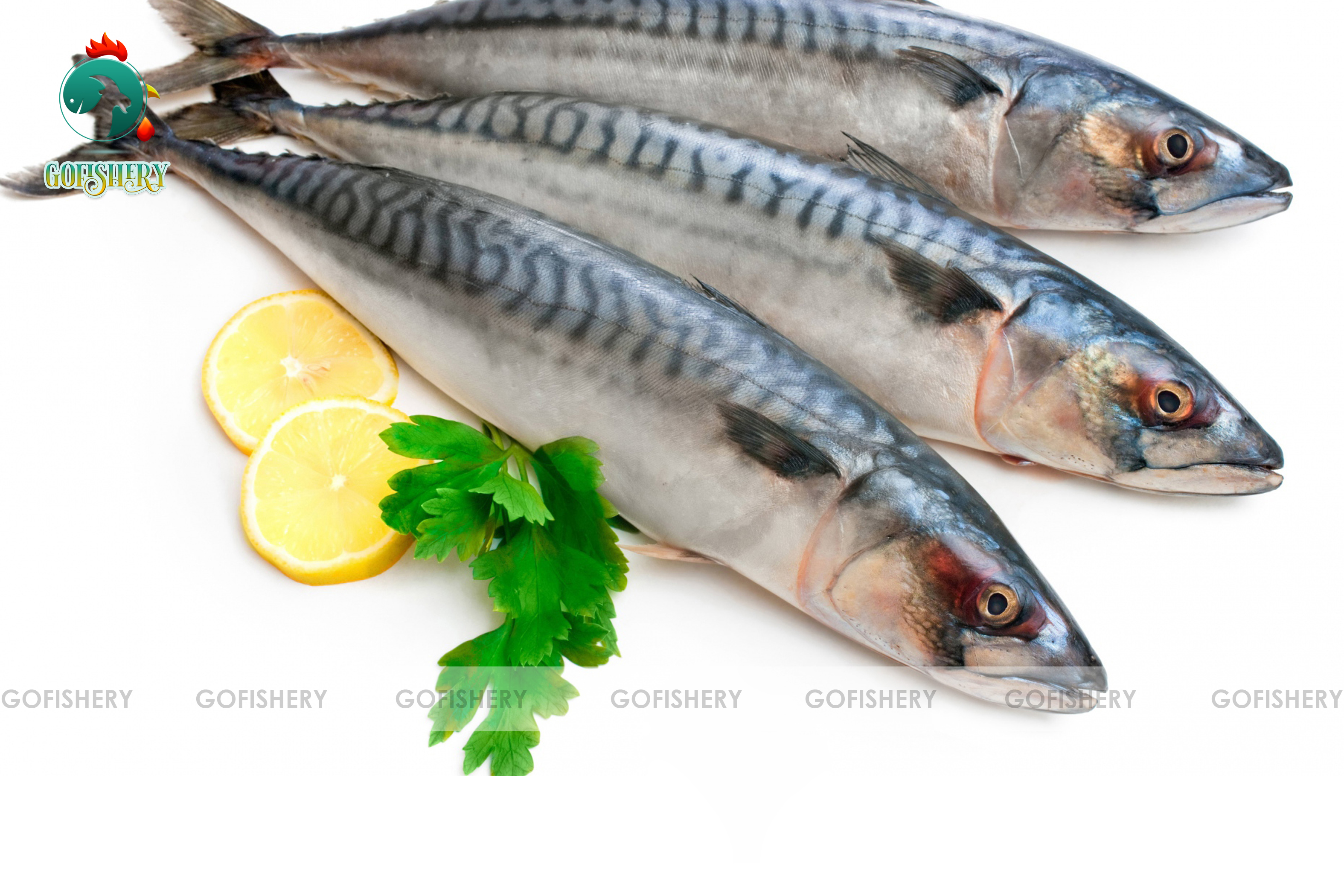 Vanjaram (Medium)- (250g)